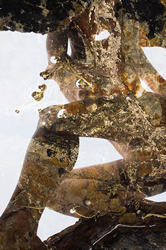 Dancer Triptych (detail) by Karin Rosenthal